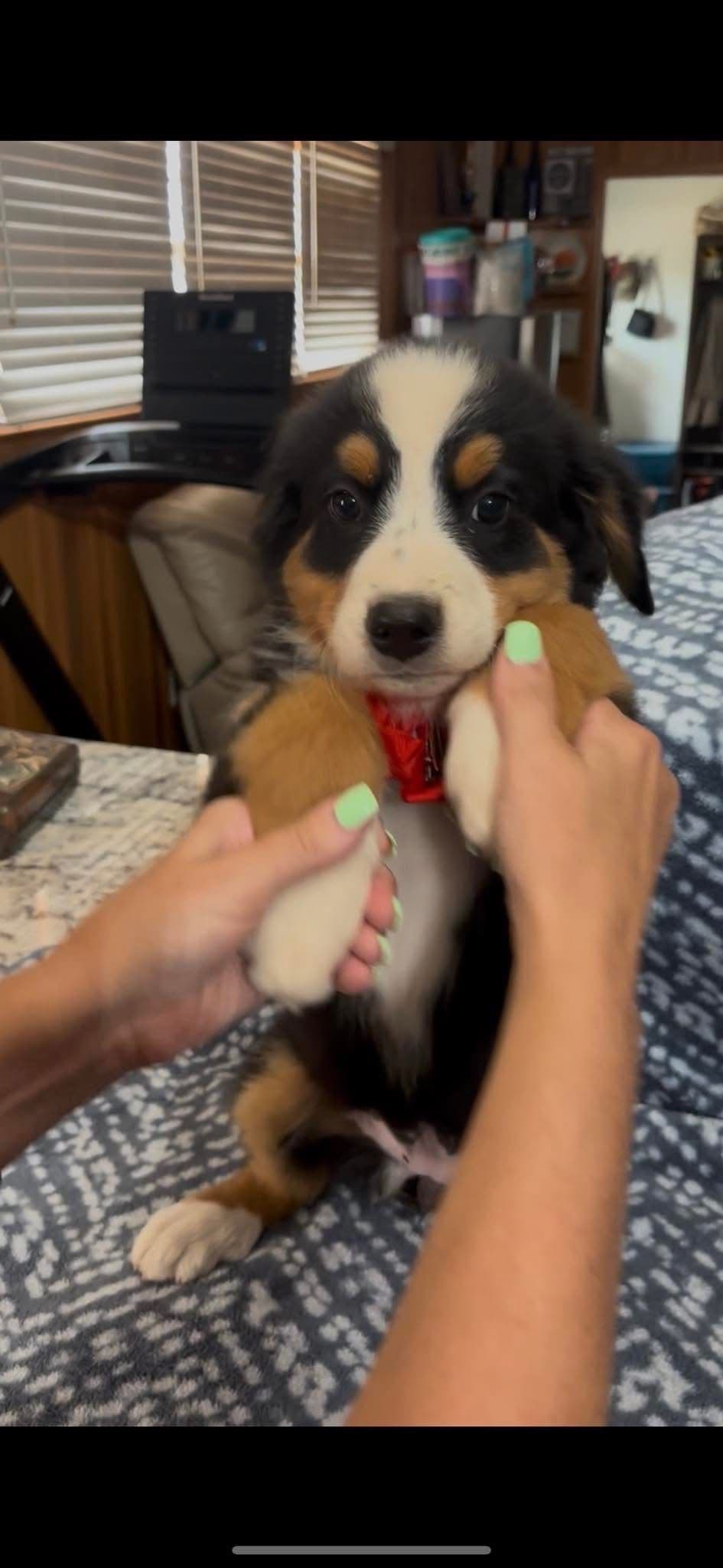 Bernese Mountain Dog Puppies breeder image 8