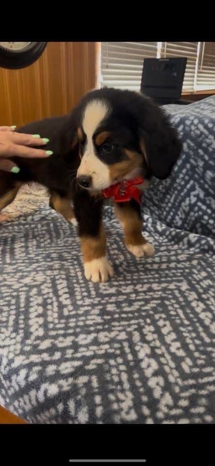 Bernese Mountain Dog Puppies breeder image 9