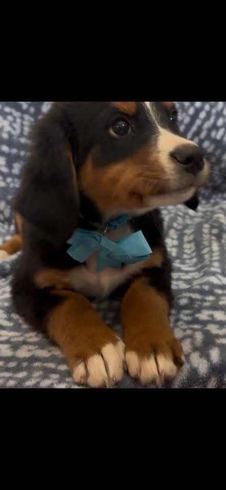 Bernese Mountain Dog Puppies breeder image 10