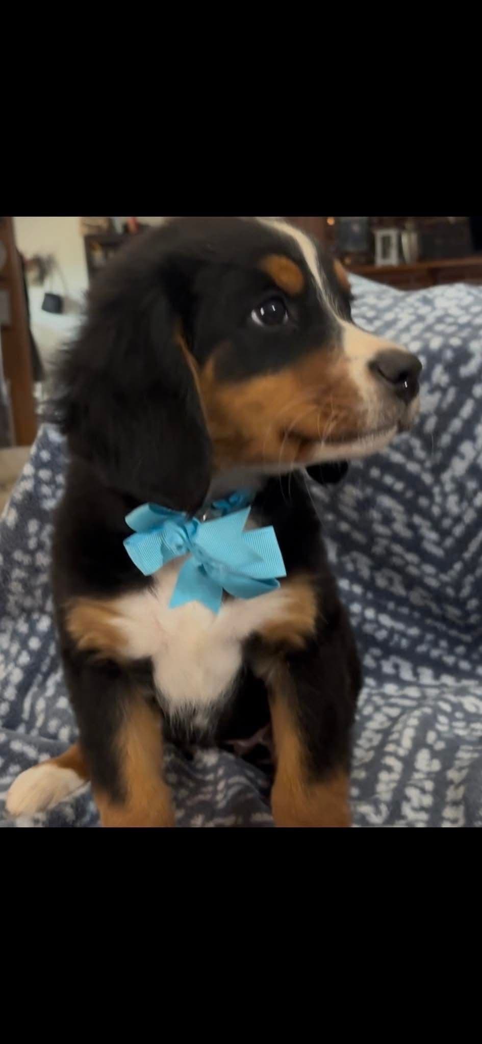 Bernese Mountain Dog Puppies breeder image 11