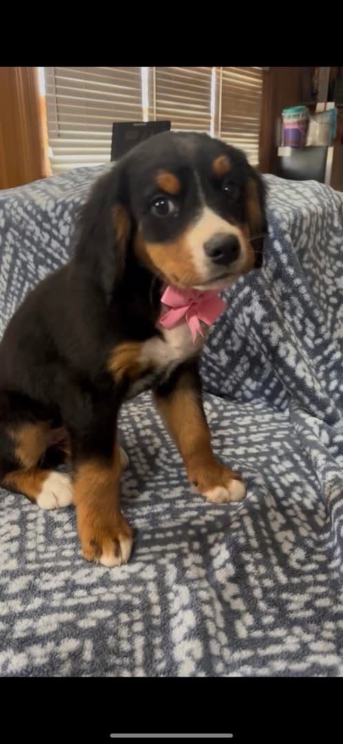 Bernese Mountain Dog Puppies breeder image 12