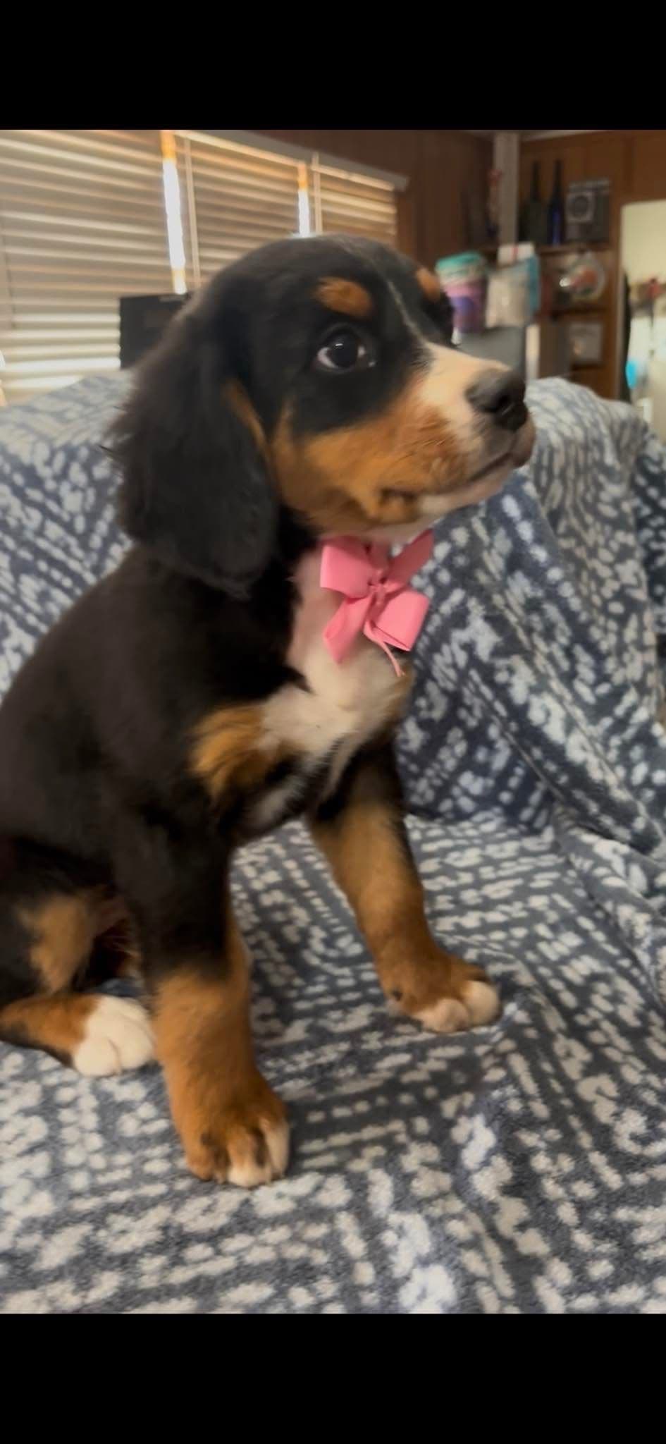 Bernese Mountain Dog Puppies breeder image 13