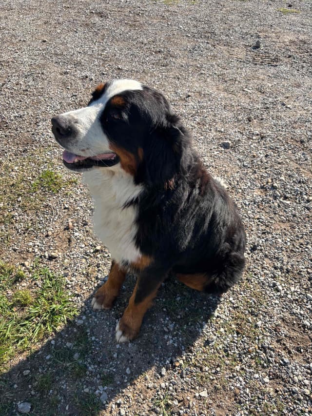 Bernese Mountain Dog Puppies media 2