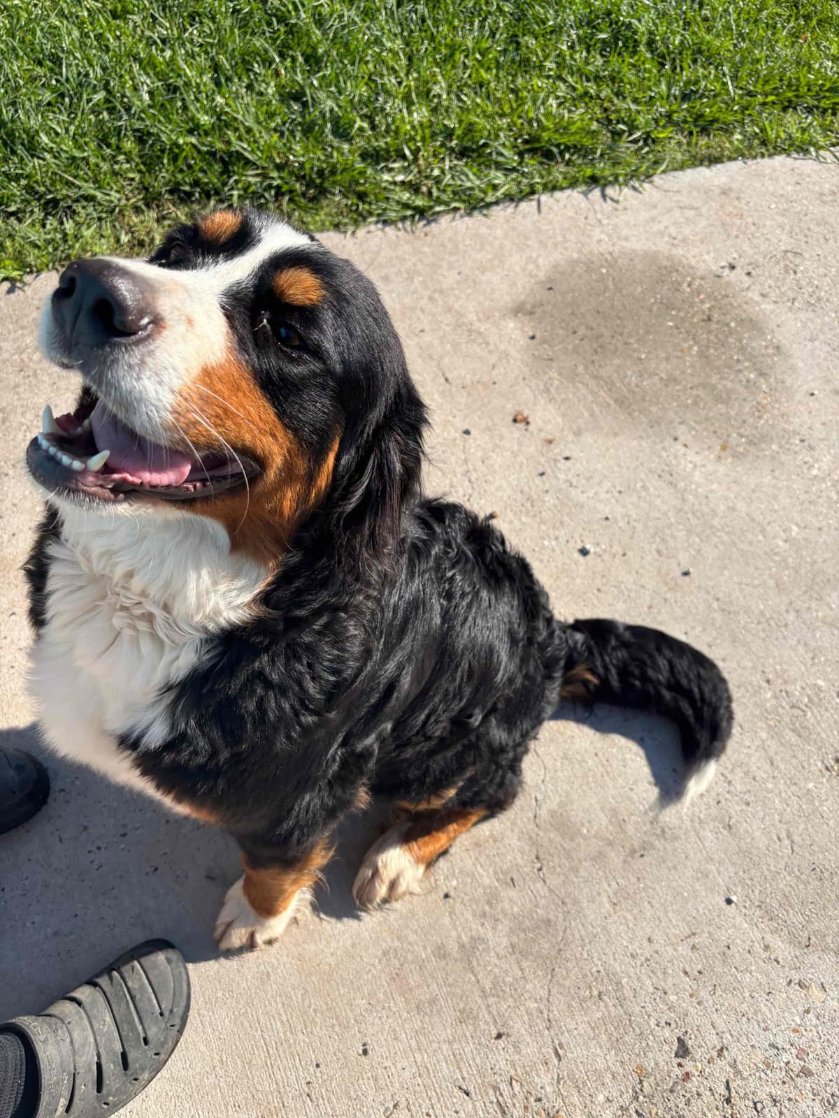 Bernese Mountain Dog Puppies breeder image 14