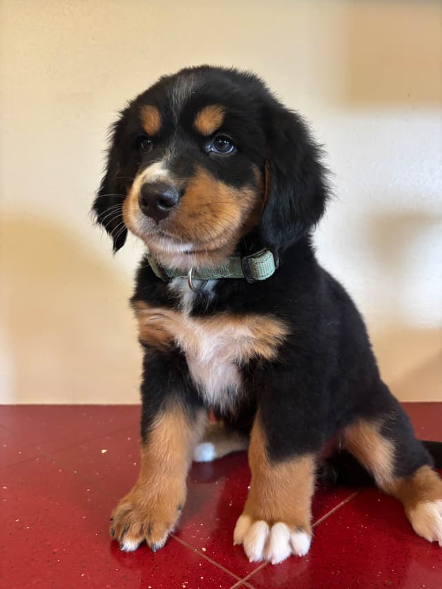 Bernese Mountain Dog Puppies media 4