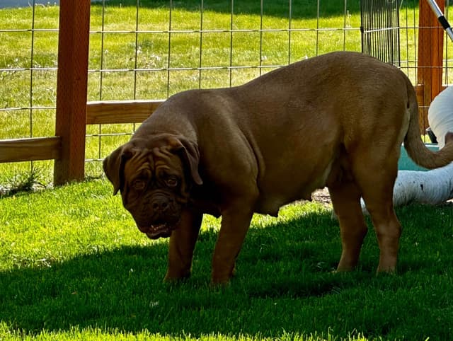 Markiss’s Dogue de Bordeaux Puppies- Little Rascals media 7