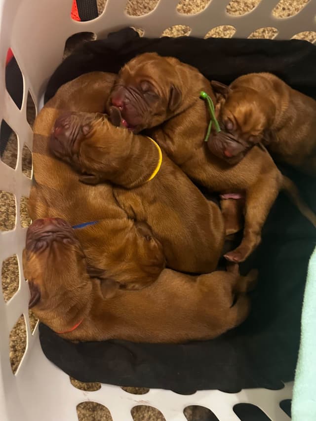 Markiss’s Dogue de Bordeaux Puppies- Little Rascals media 16
