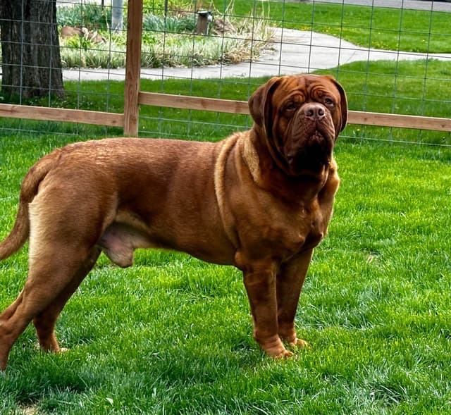 Markiss’s Dogue de Bordeaux Puppies- Little Rascals media 3