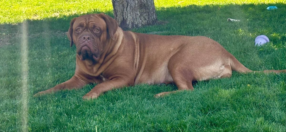 Markiss’s Dogue de Bordeaux Puppies- Little Rascals breeder image 2