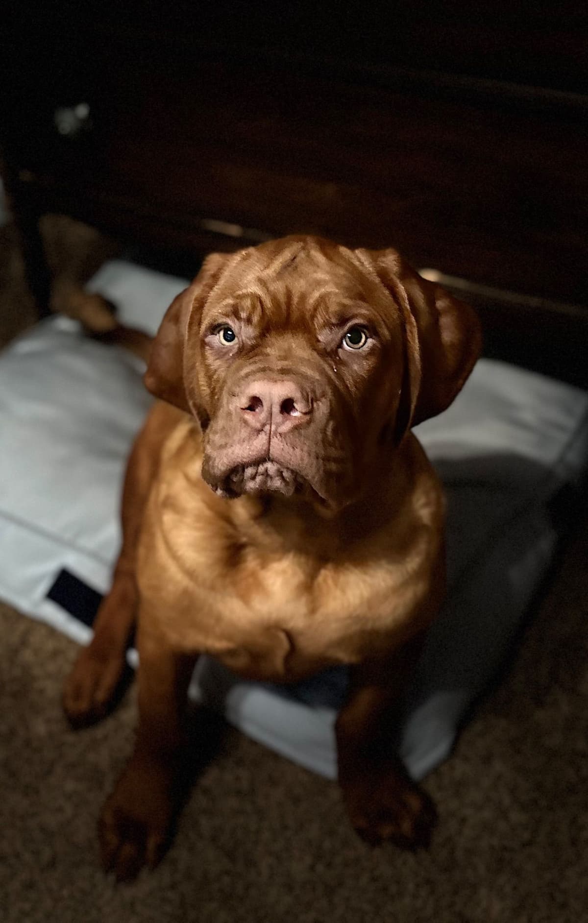 Markiss’s Dogue de Bordeaux Puppies- Little Rascals breeder image 4