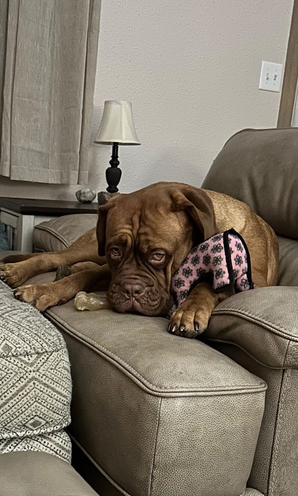 Markiss’s Dogue de Bordeaux Puppies- Little Rascals breeder image 8