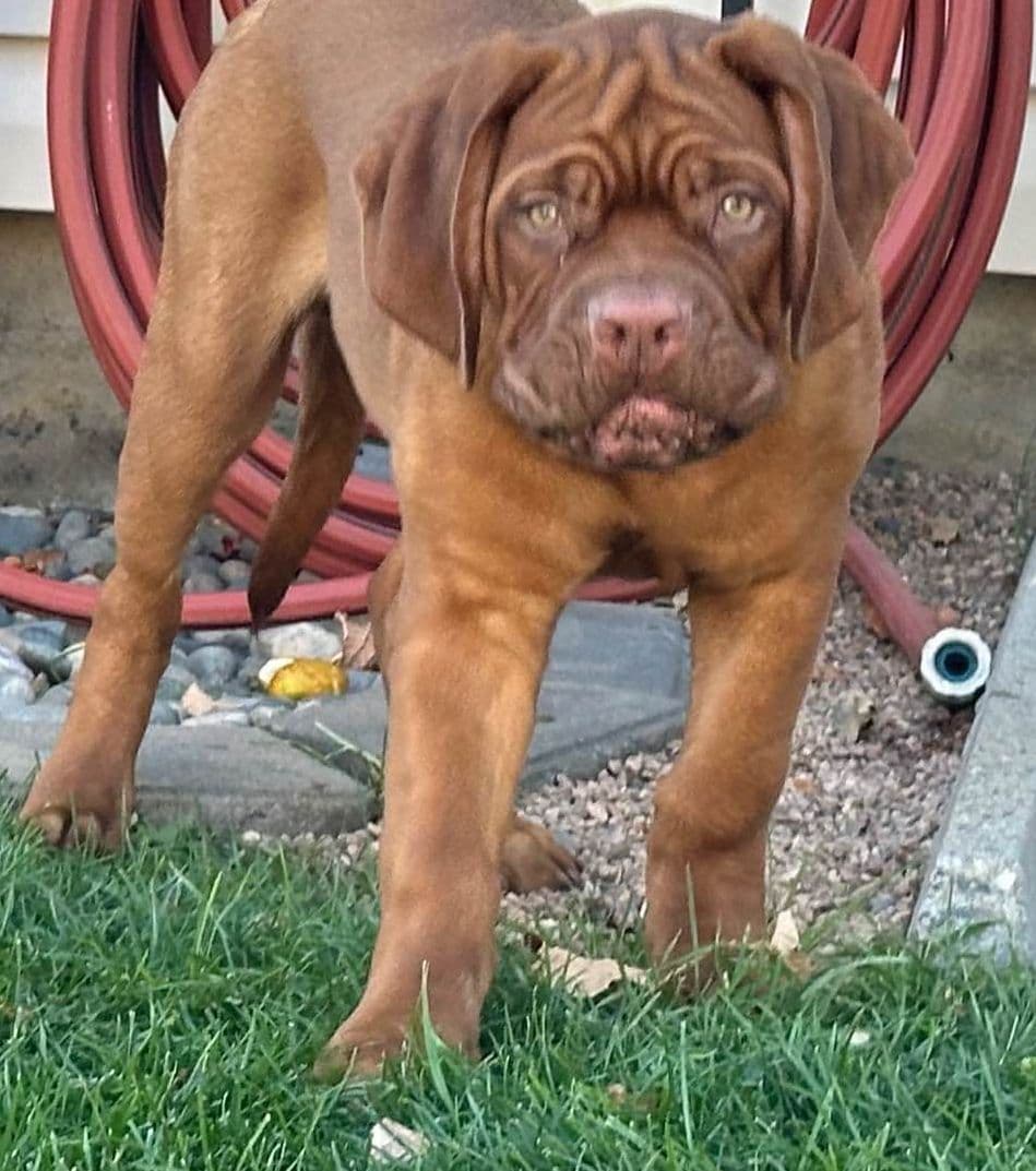Markiss’s Dogue de Bordeaux Puppies- Little Rascals breeder image 7