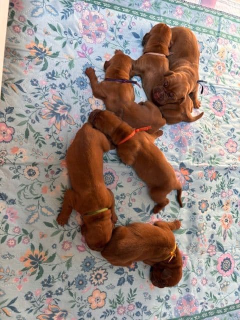 Markiss’s Dogue de Bordeaux Puppies- Little Rascals media 15