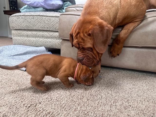 Markiss’s Dogue de Bordeaux Puppies- Little Rascals media 13