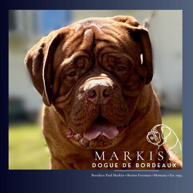 Markiss’s Dogue de Bordeaux Puppies- Little Rascals media 4