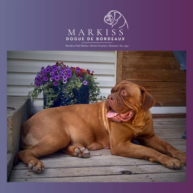 Markiss’s Dogue de Bordeaux Puppies- Little Rascals media 6