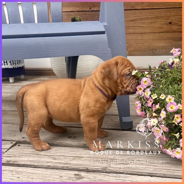 Markiss’s Dogue de Bordeaux Puppies- Little Rascals media 9