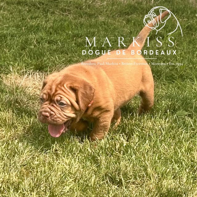 Markiss’s Dogue de Bordeaux Puppies- Little Rascals media 10
