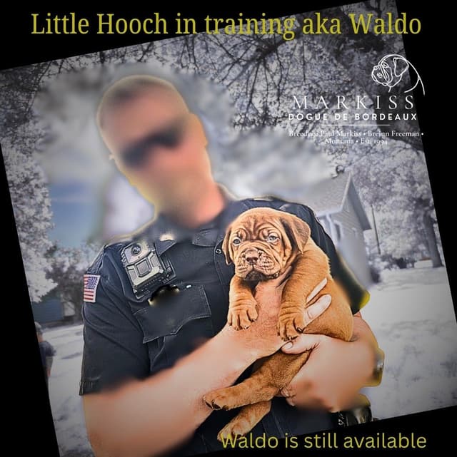 Markiss’s Dogue de Bordeaux Puppies- Little Rascals media 11