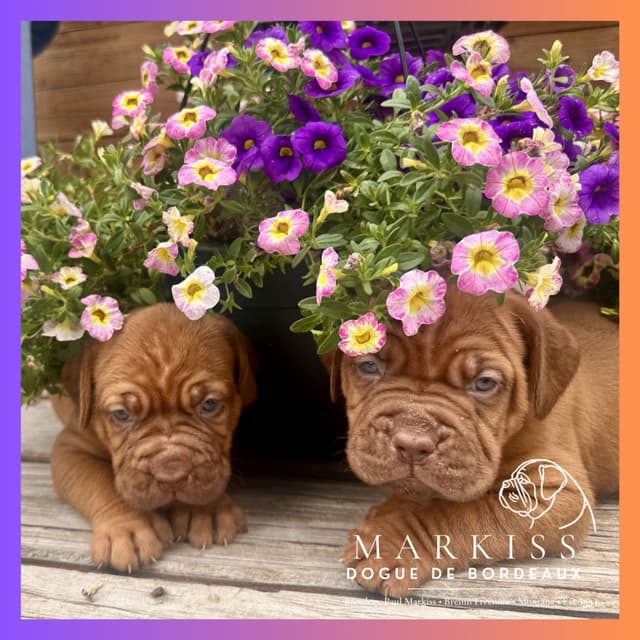 Markiss’s Dogue de Bordeaux Puppies- Little Rascals media 12