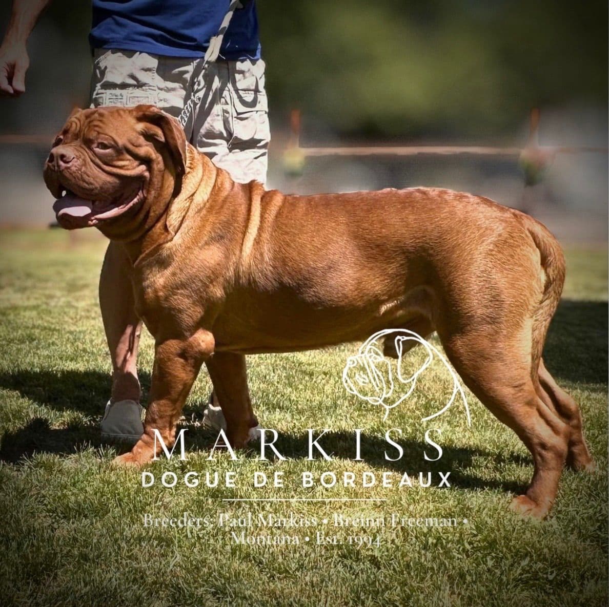 Markiss’s Dogue de Bordeaux Puppies- Little Rascals breeder image 9