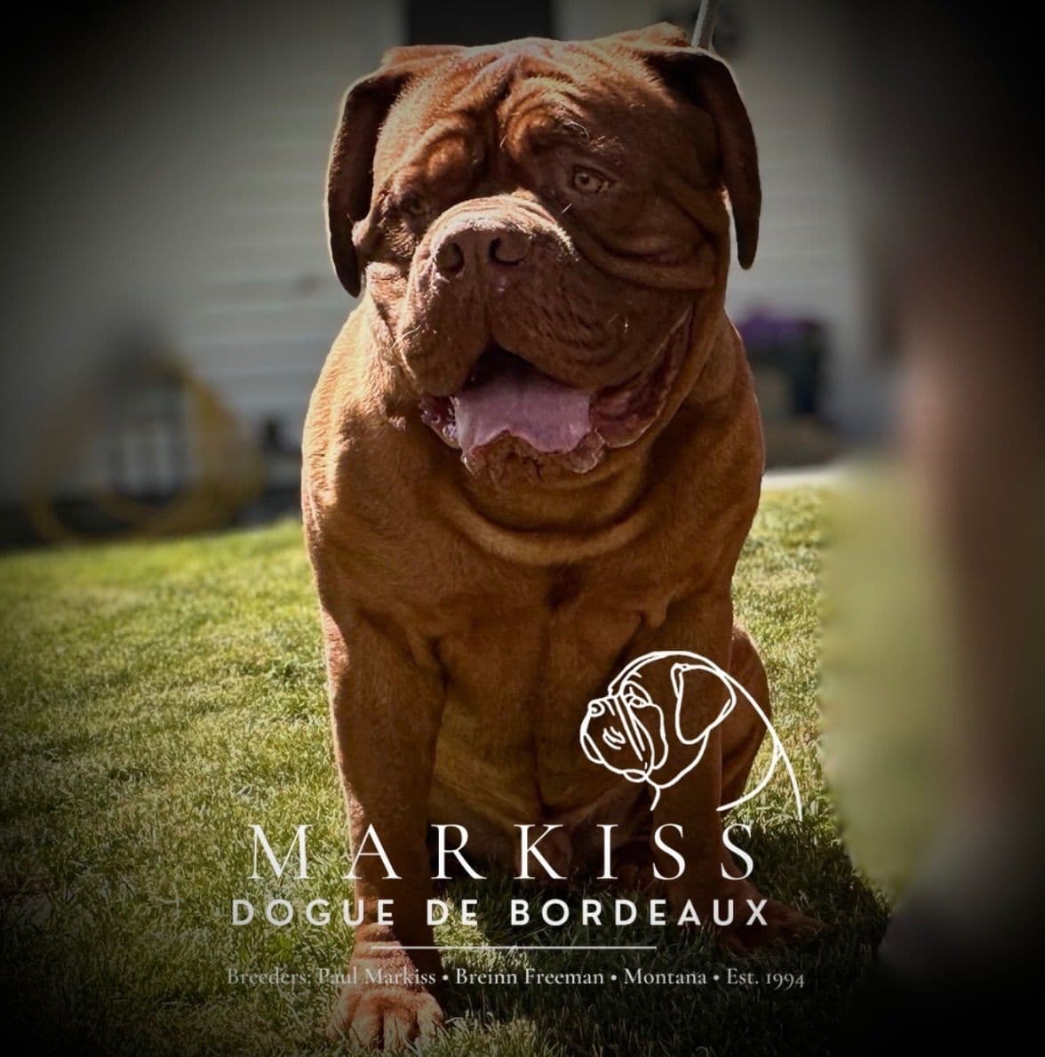 Markiss’s Dogue de Bordeaux Puppies- Little Rascals breeder image 10