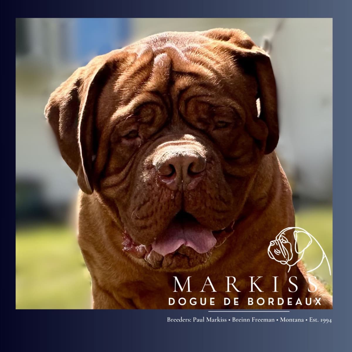 Markiss’s Dogue de Bordeaux Puppies- Little Rascals breeder image 11