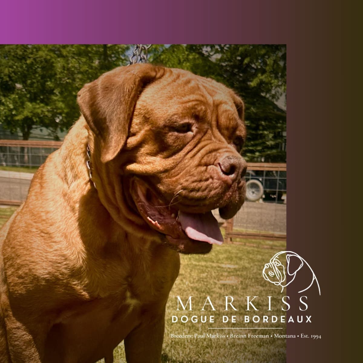 Markiss’s Dogue de Bordeaux Puppies- Little Rascals breeder image 13