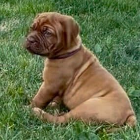 Markiss’s Dogue de Bordeaux Puppies- Little Rascals media 17