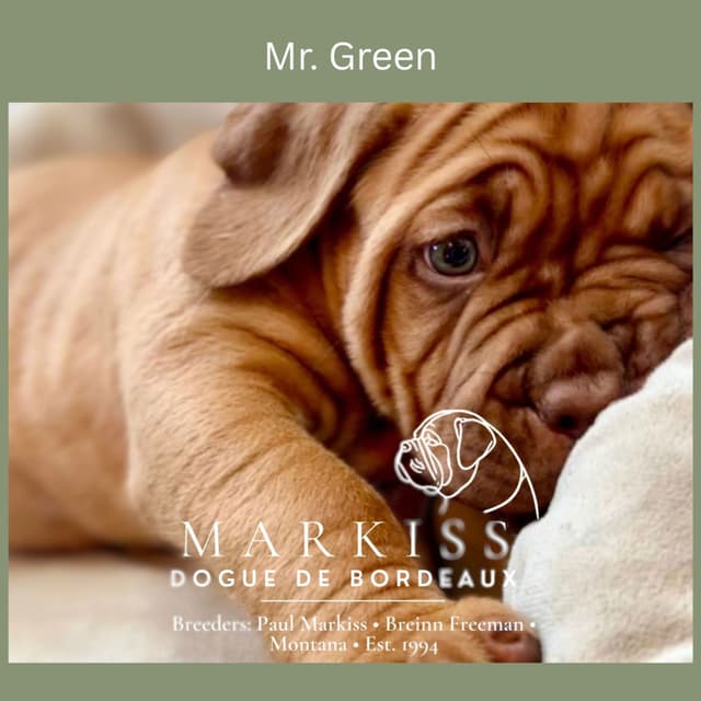 Markiss’s Dogue de Bordeaux Puppies- Little Rascals media 18