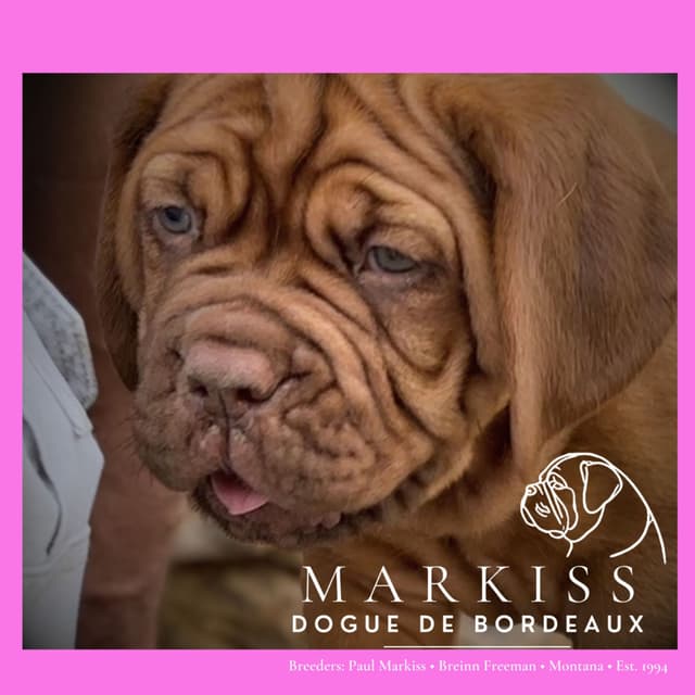 Markiss’s Dogue de Bordeaux Puppies- Little Rascals media 20
