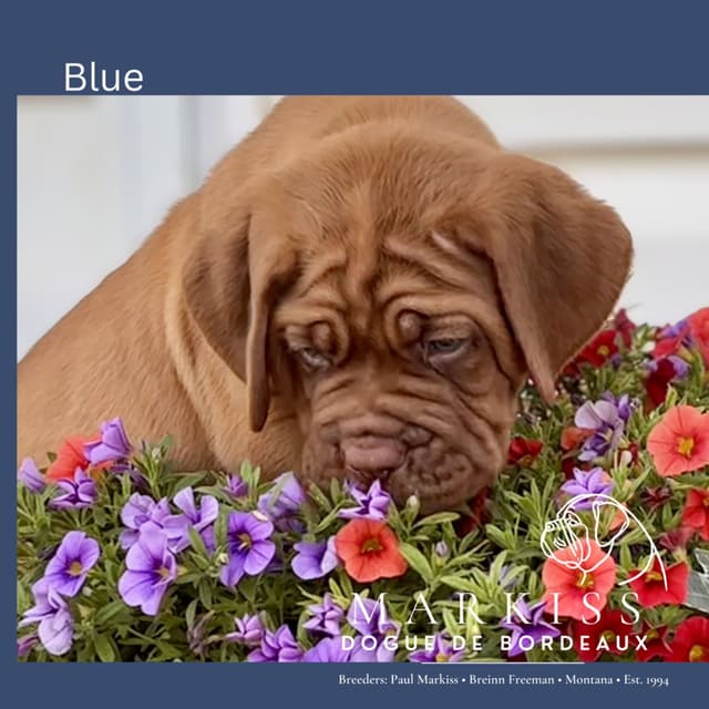 Markiss’s Dogue de Bordeaux Puppies- Little Rascals media 22