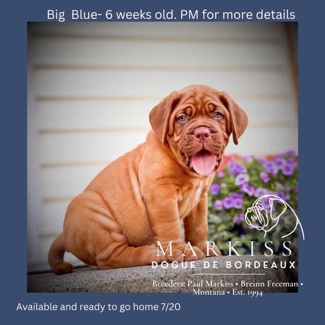 Markiss’s Dogue de Bordeaux Puppies- Little Rascals media 23