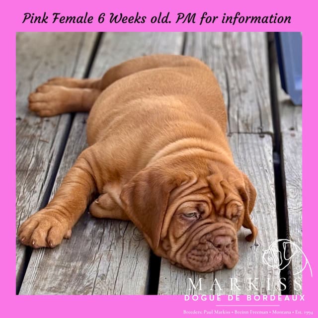 Markiss’s Dogue de Bordeaux Puppies- Little Rascals media 21