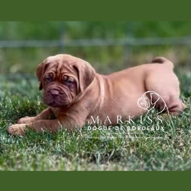 Markiss’s Dogue de Bordeaux Puppies- Little Rascals media 25