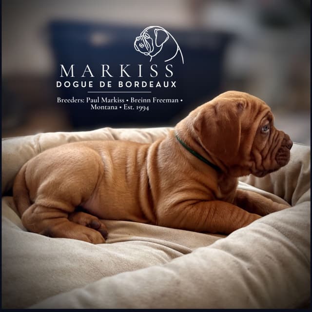 Markiss’s Dogue de Bordeaux Puppies- Little Rascals media 19