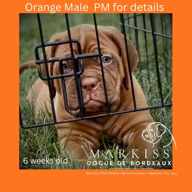 Markiss’s Dogue de Bordeaux Puppies- Little Rascals media 26