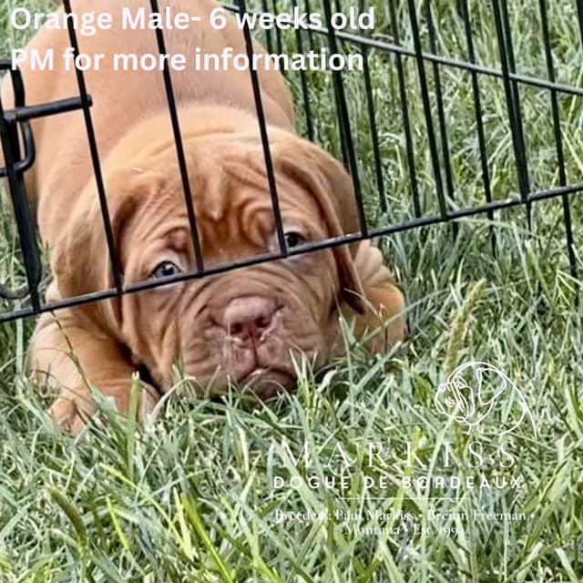 Markiss’s Dogue de Bordeaux Puppies- Little Rascals media 27