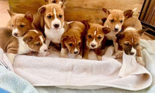 Basenji Puppies media 4