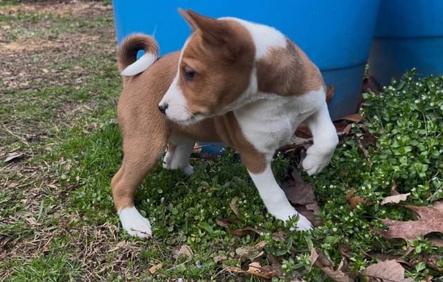 Basenji Puppies media 2