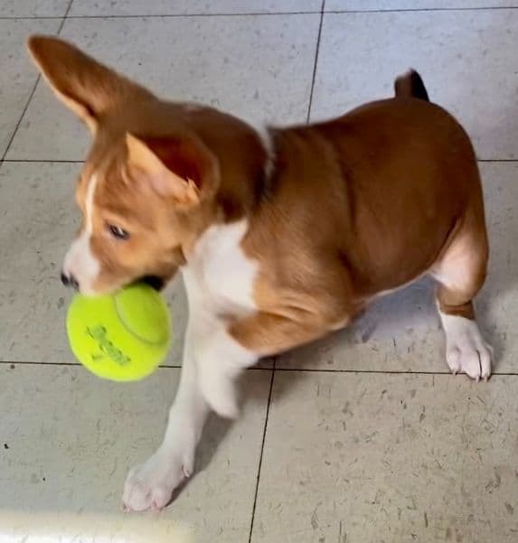 Basenji Puppies media 3