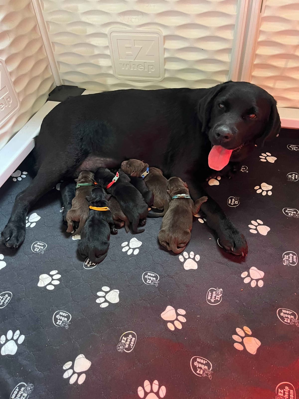 English Labrador Retriever Puppies: born 6/18/26 breeder image 3