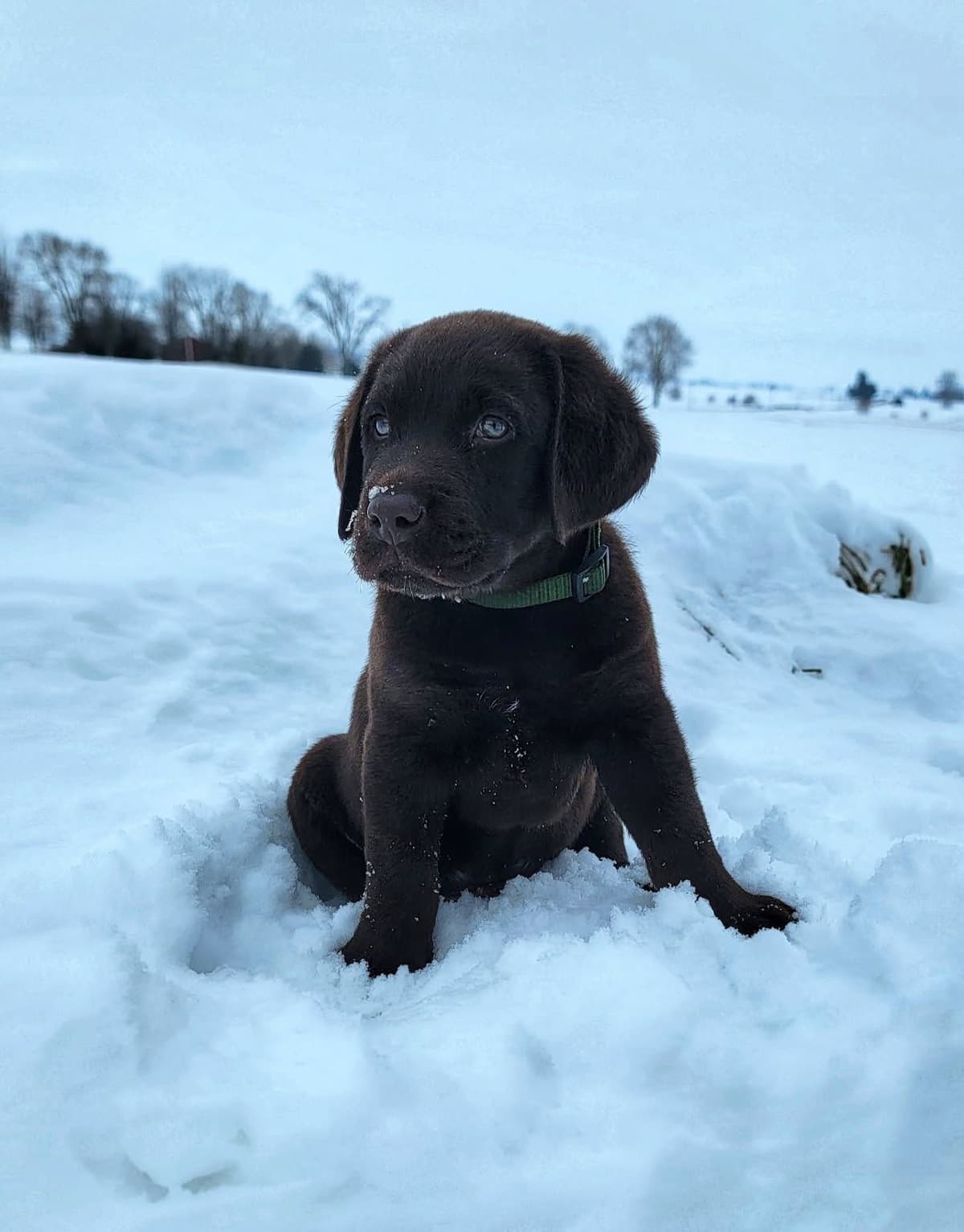 English Labrador Retriever Puppies: born 6/18/26 breeder image 7