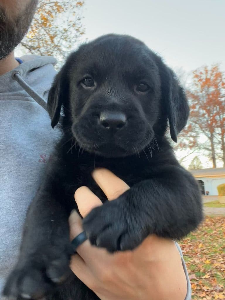 English Labrador Retriever Puppies: born 6/18/26 breeder image 9