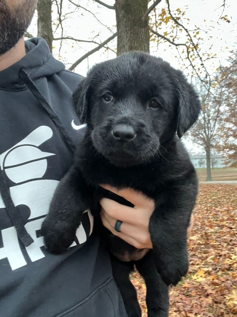 English Labrador Retriever Puppies: born 6/18/26 breeder image 10