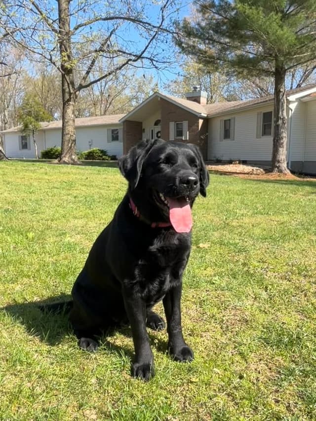 English Labrador Retriever Puppies: born 6/18/26 media 4