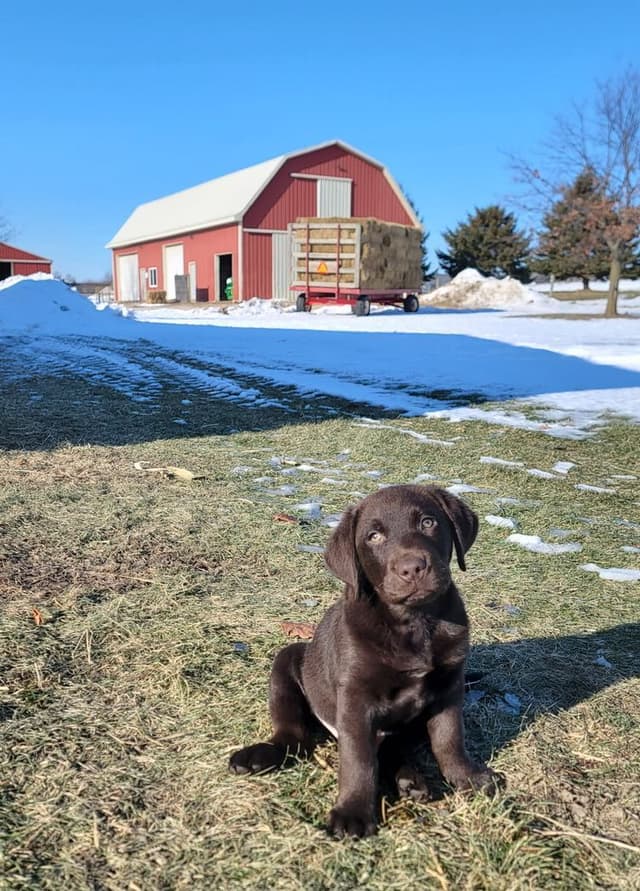 English Labrador Retriever Puppies: born 6/18/26 media 7