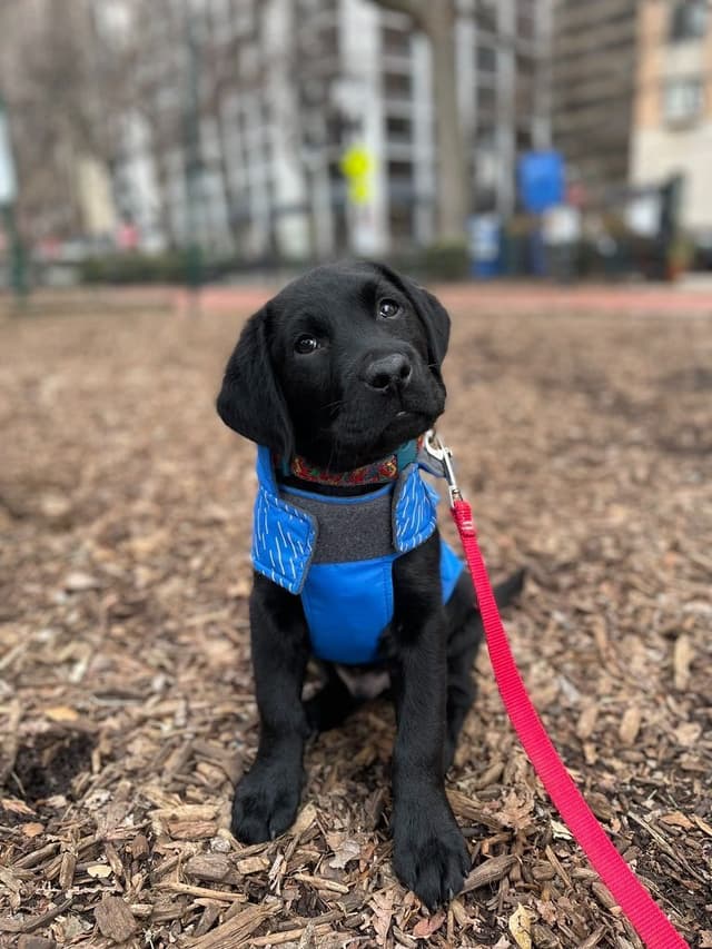 English Labrador Retriever Puppies: born 6/18/26 media 8