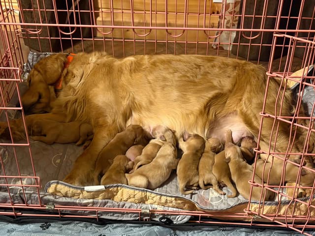 Golden Retriever Puppies media 6