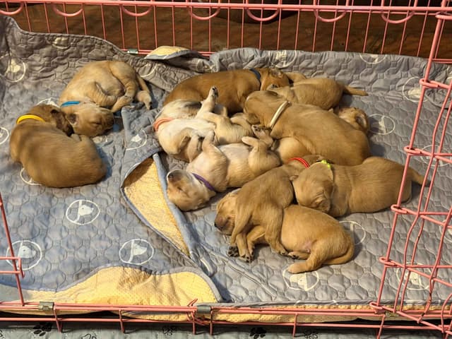Golden Retriever Puppies media 7